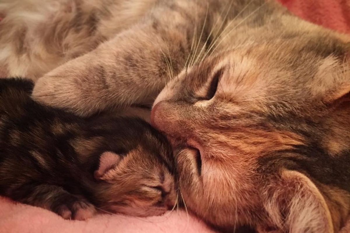 Woman Showed Frightened Pregnant Cat Love, Now She Loves Her Babies the Same Way
