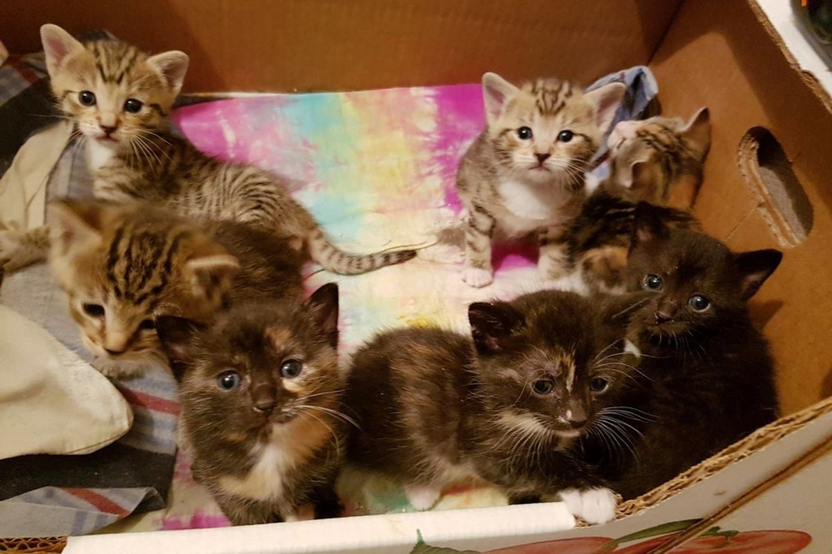 They Thought They Saved a Stray Cat, but Really Rescued Eight