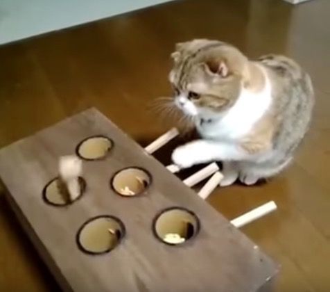 cat toy box with holes and levers