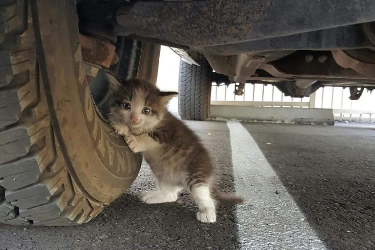 Man Found Stray Kitten Clinging to Truck and Knew He Had to Help..