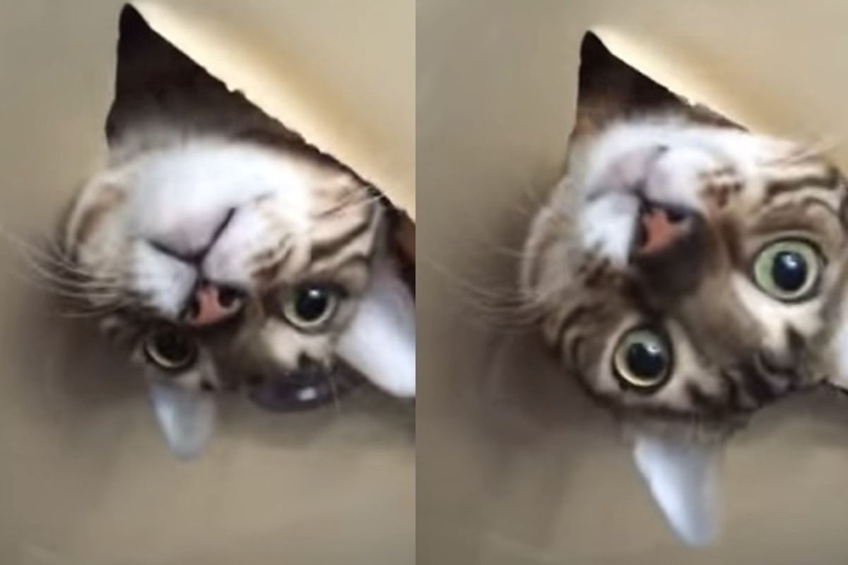 She Finds Her Cat in the Ceiling When She Gets Home