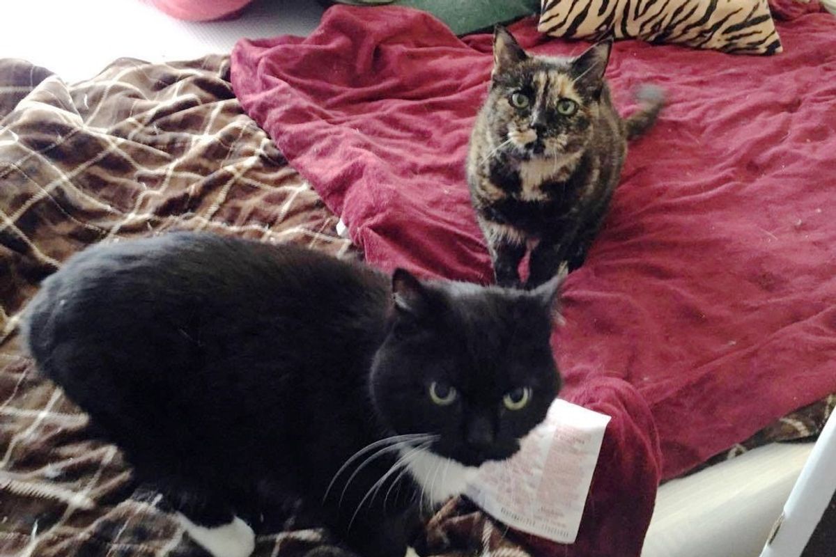 Couple Adopts 18-year-old Cat and Her Brother So They Can Have Their Retirement Together