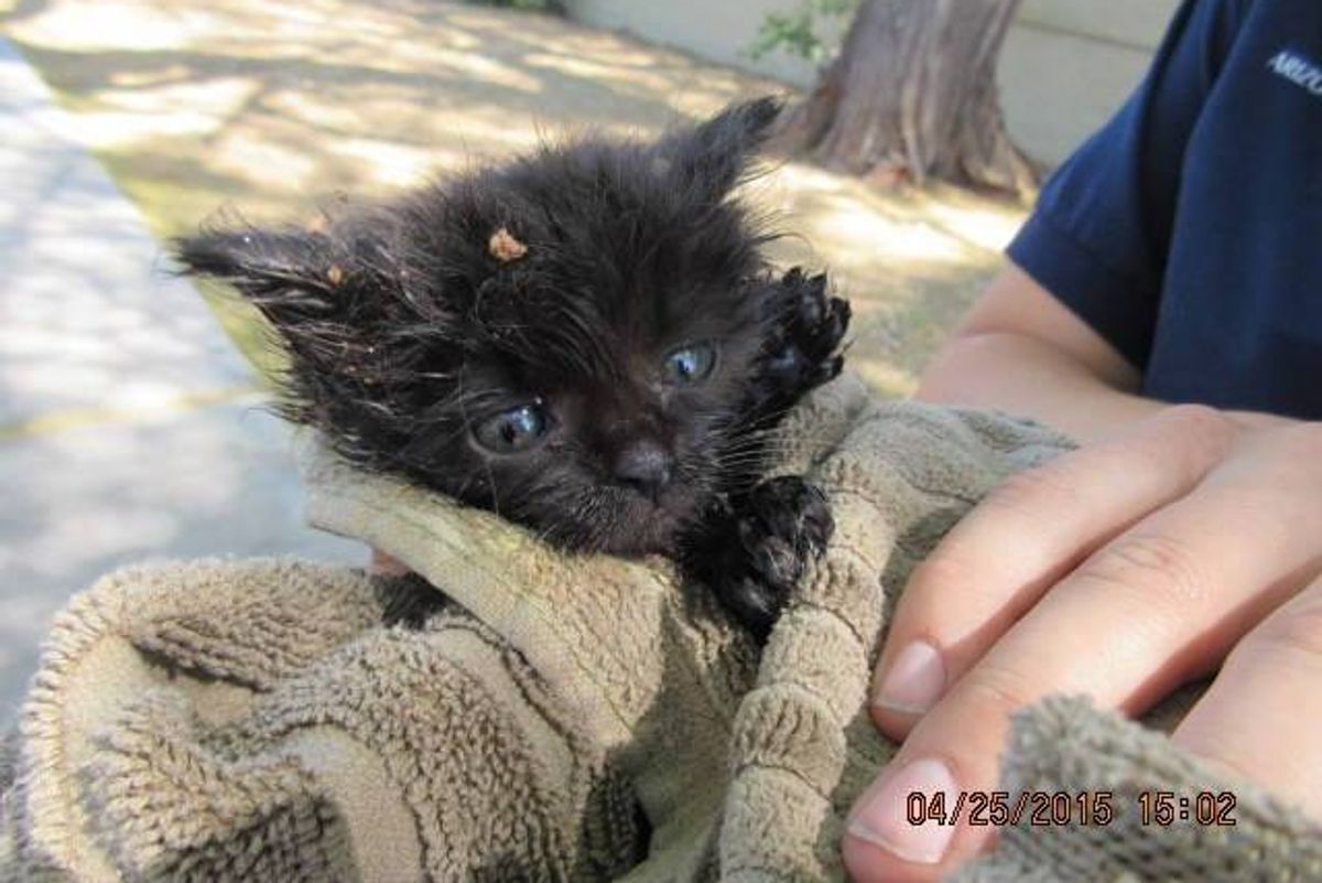 The Joy When They Got This 1-Pound Kitten Out from Underground