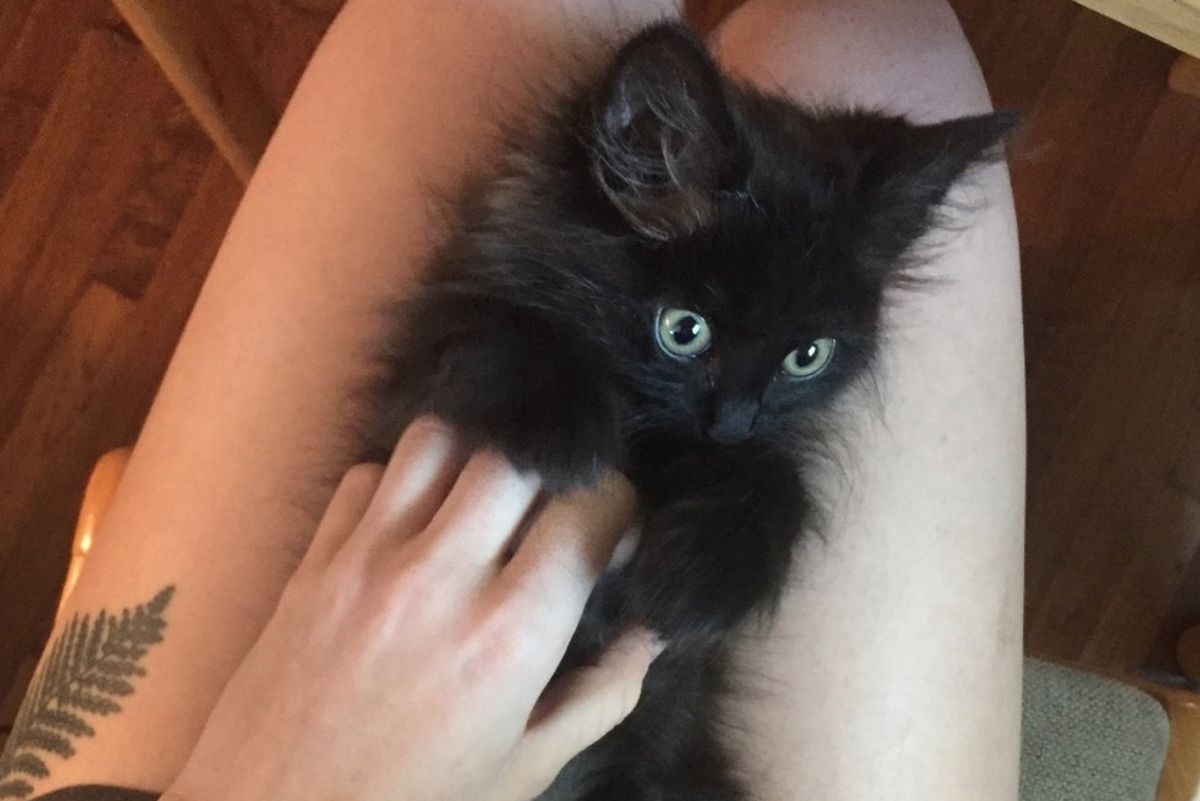 Young Woman Took an Injured Crow to Shelter, Ended Up Getting a Kitten