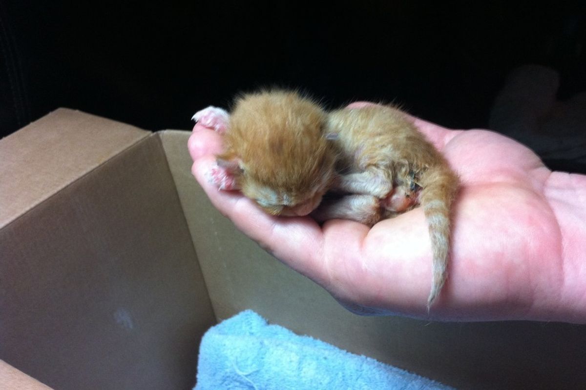 Tiny Ginger Kitten Found Under Truck Surprises His Rescuer With His Strong Will to Live