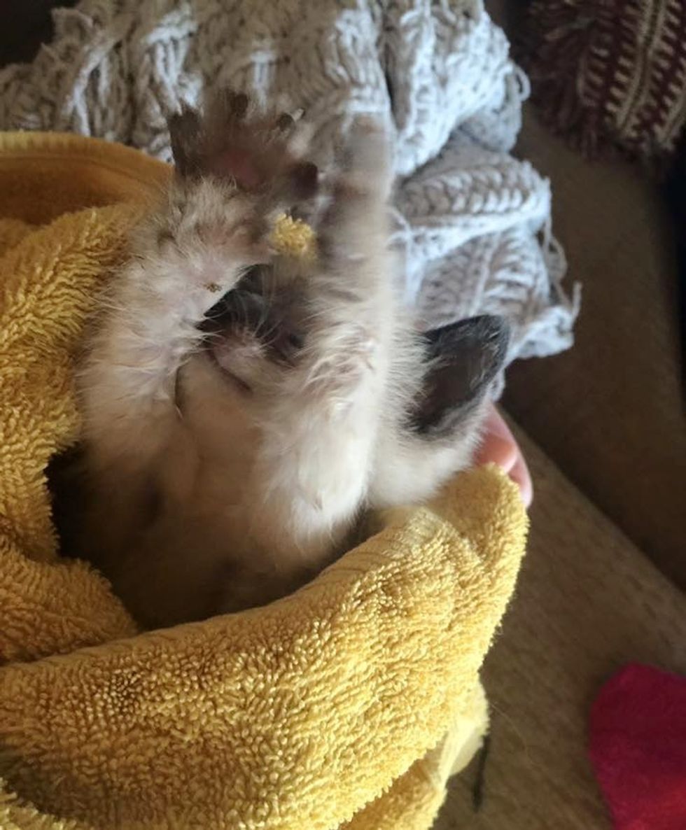 Stray Cat Brings Her Kittens to Her Human Friend Just in Time to Get