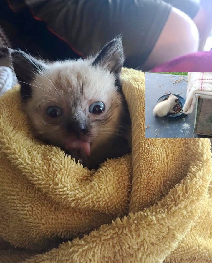 Stray Cat Brings Her Kittens to Her Human Friend Just in Time to Get