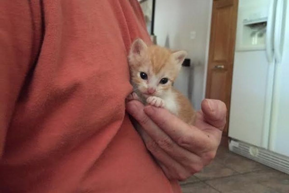 Kitten Didn't Know What It Was Like to Be Loved Until Her First Cuddle, 6 Months After Rescue..
