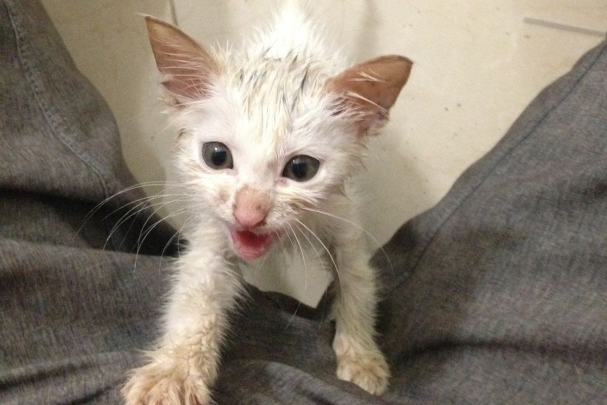 Stray Kitten Chose Man to Be His Human, the Man Didn't Stand a Chance