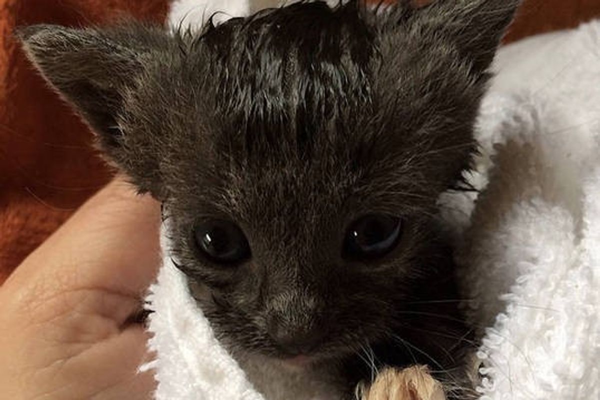 Foster Home Turns Little Orphan Kitten Around