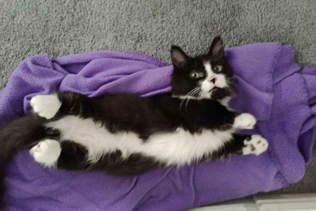 Feral Kitten Born with Shorter Legs Than His Siblings Doesn't Let Anything Slow Him Down