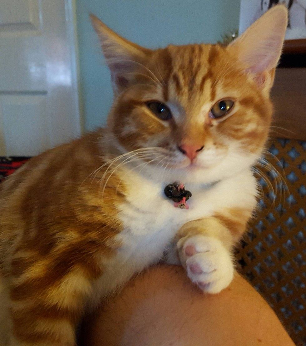 Cat Heals Man from a Broken Heart, They Even Look Alike - Love Meow