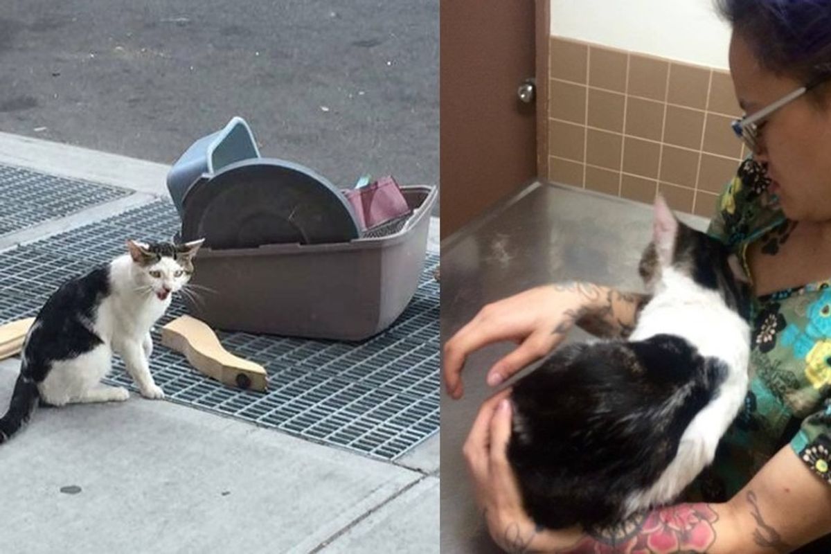 Cat Abandoned Next to His Belongings Finds the Perfect Person to Bring Him to Safety