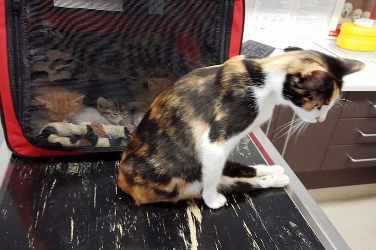 Paralyzed Cat Mom Drags Herself to Her Kittens so She Can Continue Caring for Them