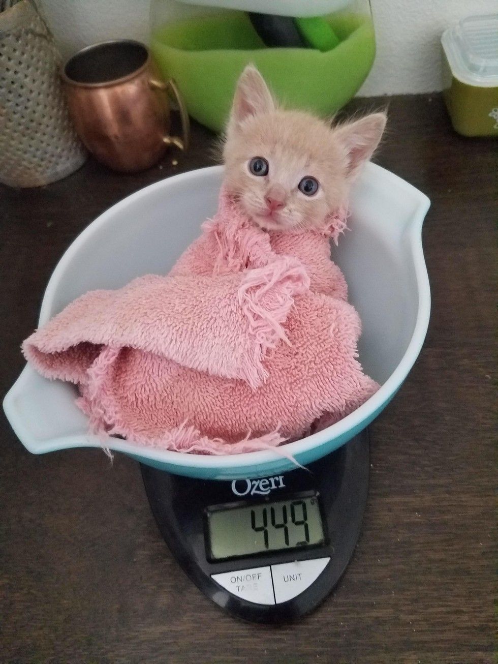 Tiny Orphan Kitten Getting Weighed in a Purrito Love Meow