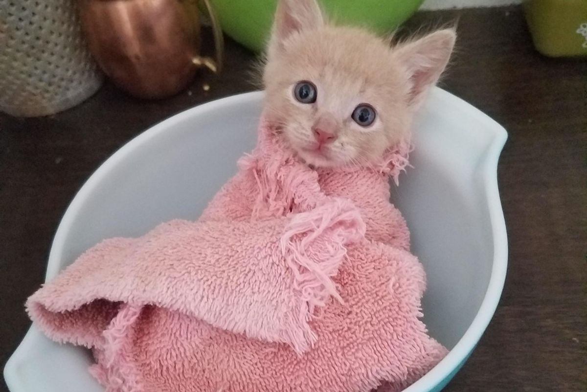 Tiny Orphan Kitten Getting Weighed in a Purrito