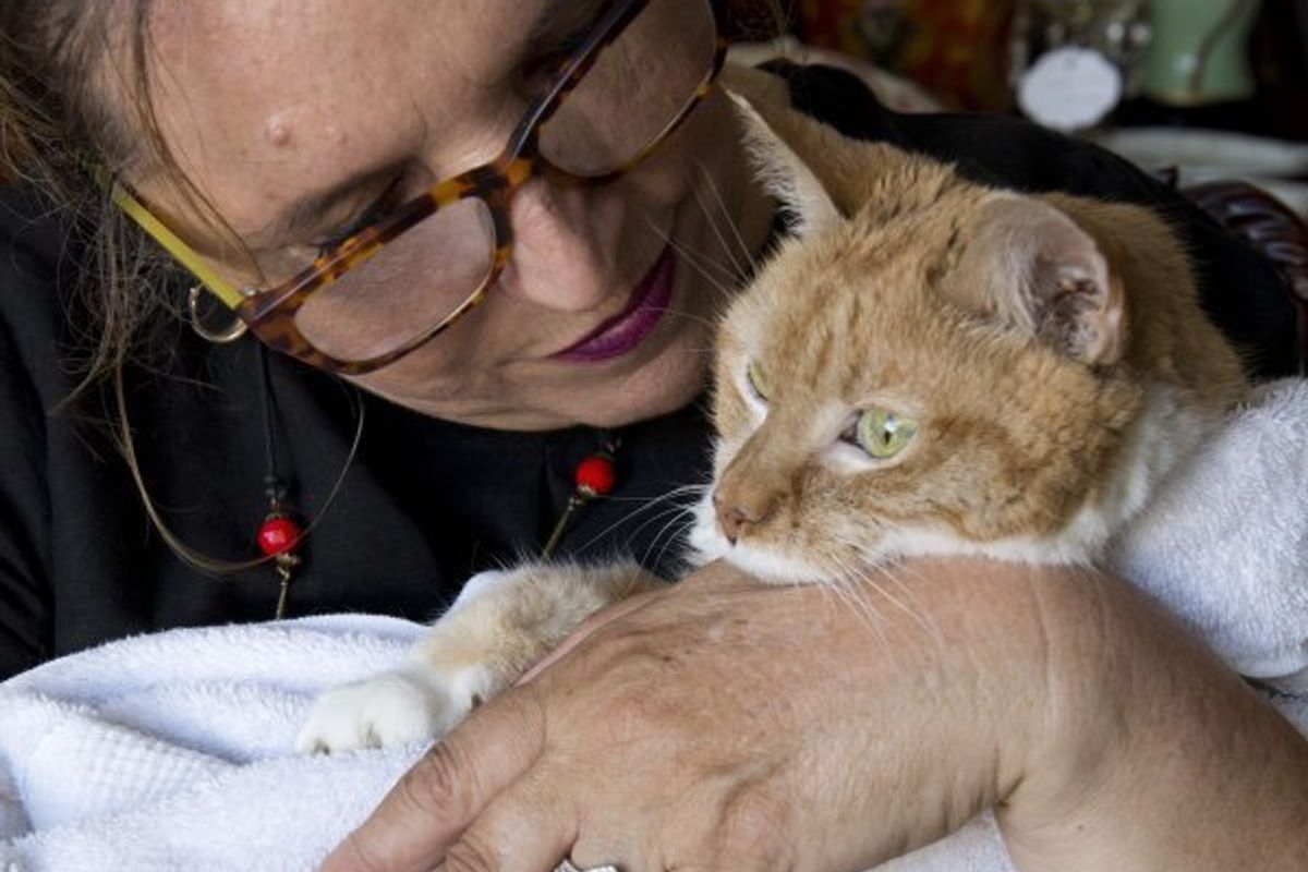 25-year-old Cat Gets Adopted to Live Out the Best of Her Life