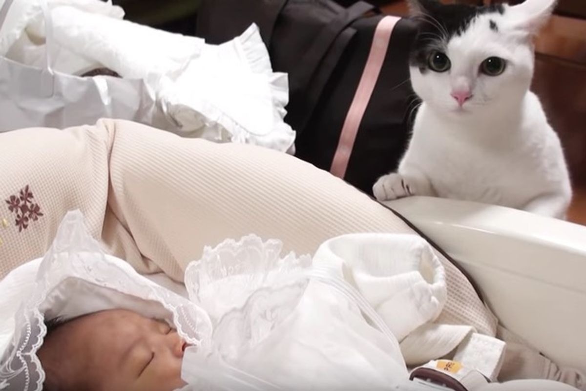 Kitty Meets Her New Baby Sister for the First Time, Adorableness Follows...