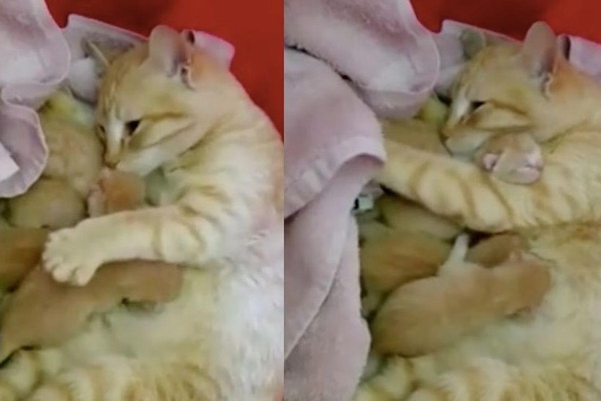 Wobbly Cat Mama Found Safe Place for Her Babies, Now Can't Stop Cuddling Them (with Updates)