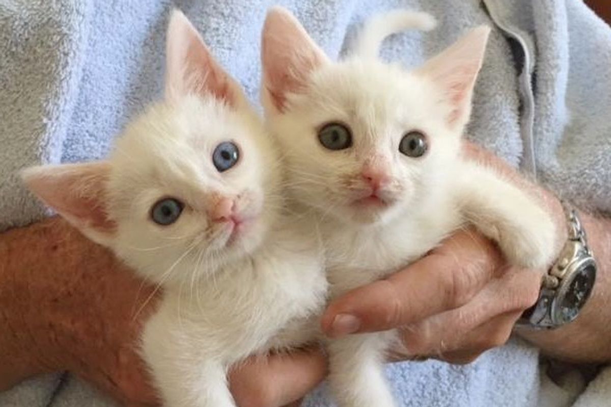 5 Kittens Found Behind Movie Theater are Loved Like Superstars