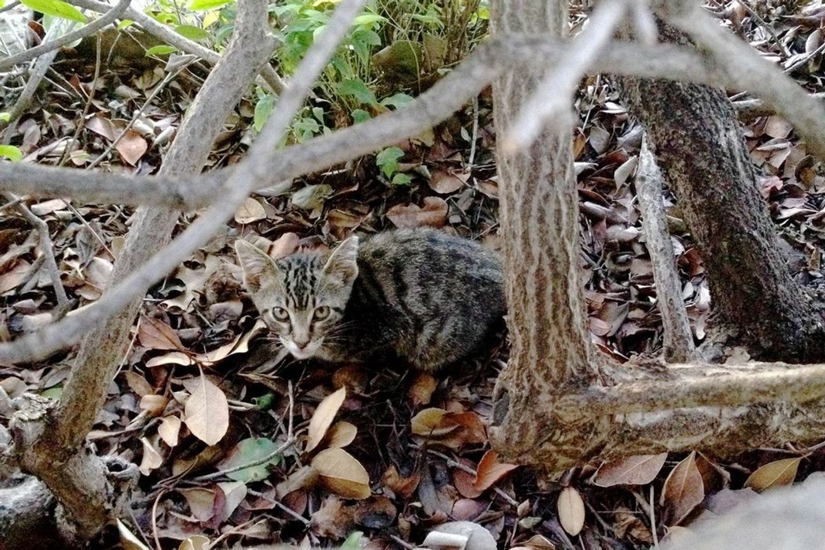 Man Helps Feral Kitten Feel Love and Trust, and Turns His Life Around