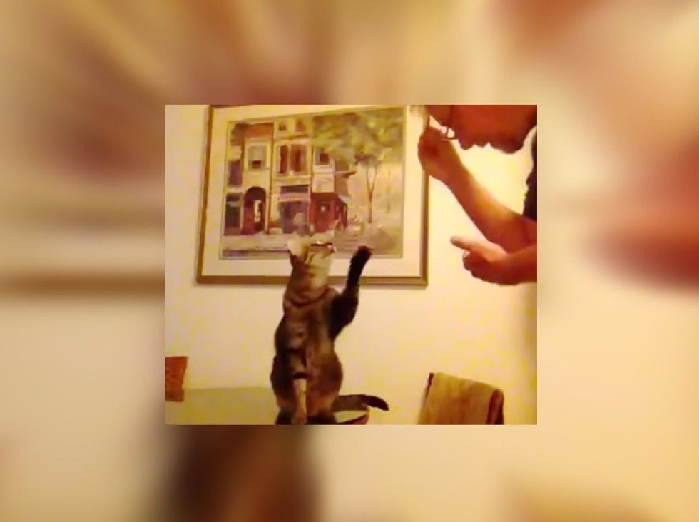 man-talks-to-his-deaf-cat-in-sign-language-love-meow