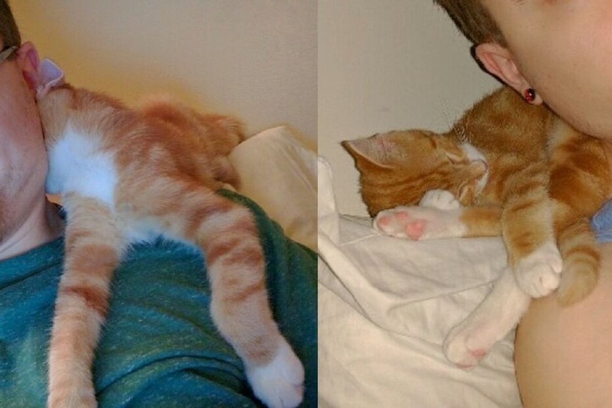 Man Gives Kitten a Home, the Kitty Refuses to Sleep Anywhere But His Shoulder