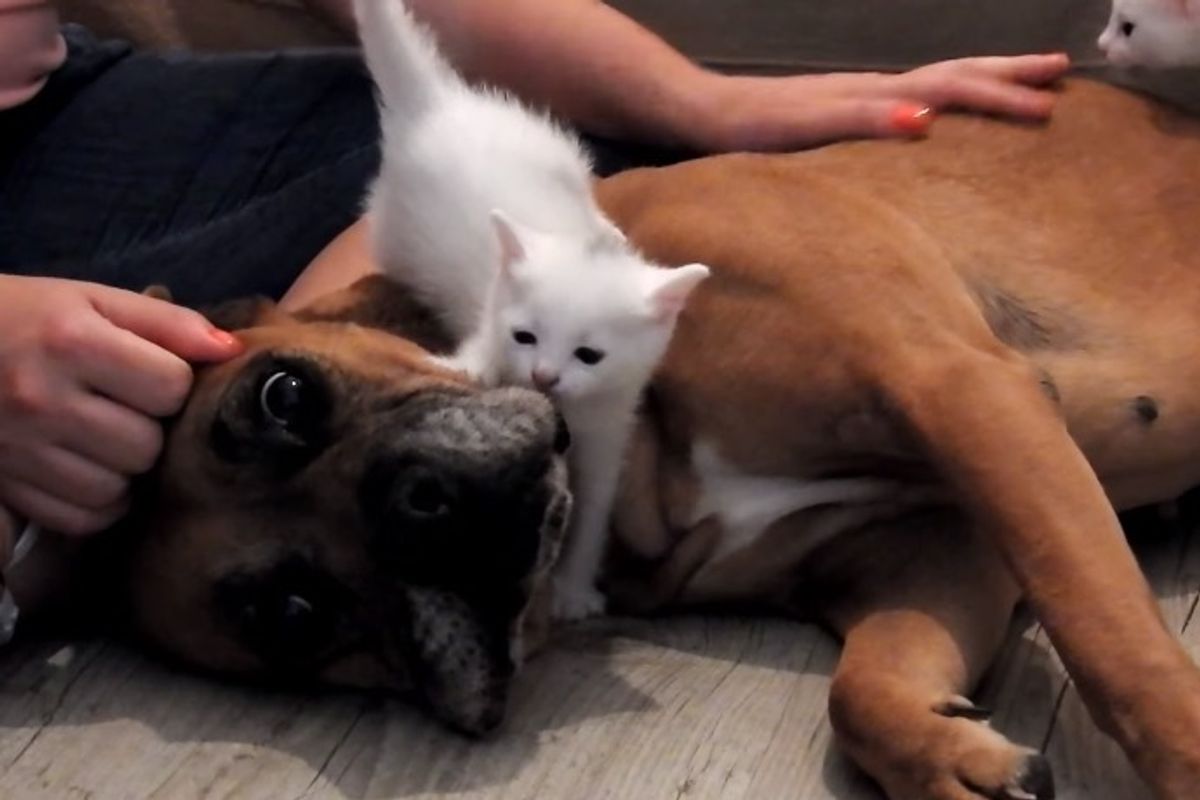 Boxer Saves Stray Cat Mom and Her 4 Babies and Insists to Take Them Home