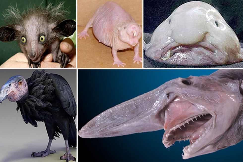 21 Of The World’s Hands Down Very Ugliest Animals
