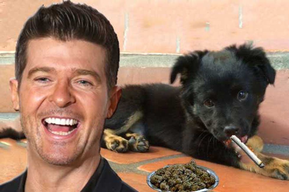 Robin Thicke's Puppy Hospitalized After Eating Weed