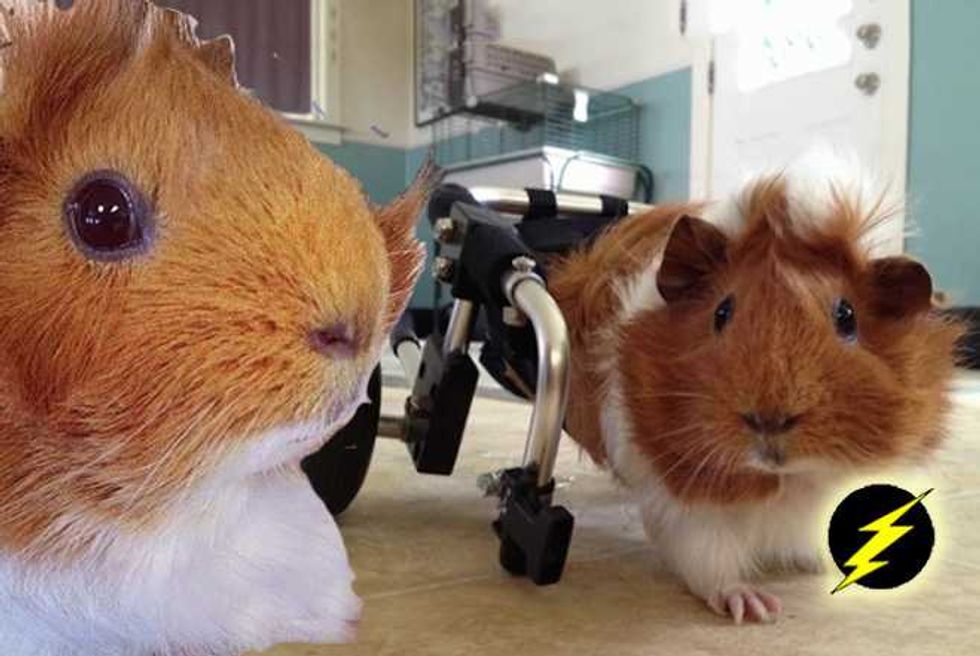 Meet Estella—The Adorable Paralyzed Guinea Pig With A Custom Wheelchair