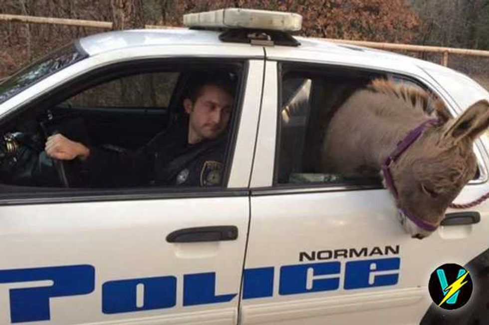 Police Give Donkey Ride In Their Cop Car