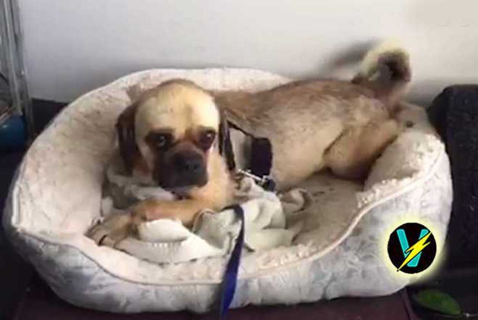 Chained And Abused Puggle Goes From Mud Puddles To Warm Cuddles