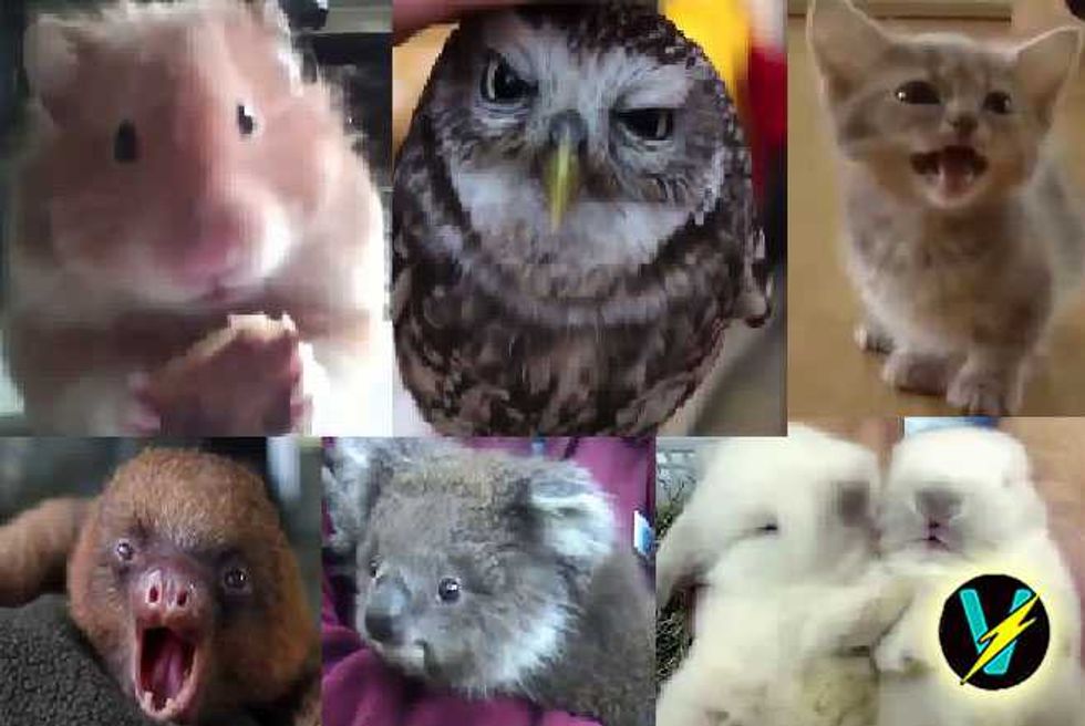 Kittens Puppies Koalas Sloths Bunnies! Cutest Animal Video Ever Alert!