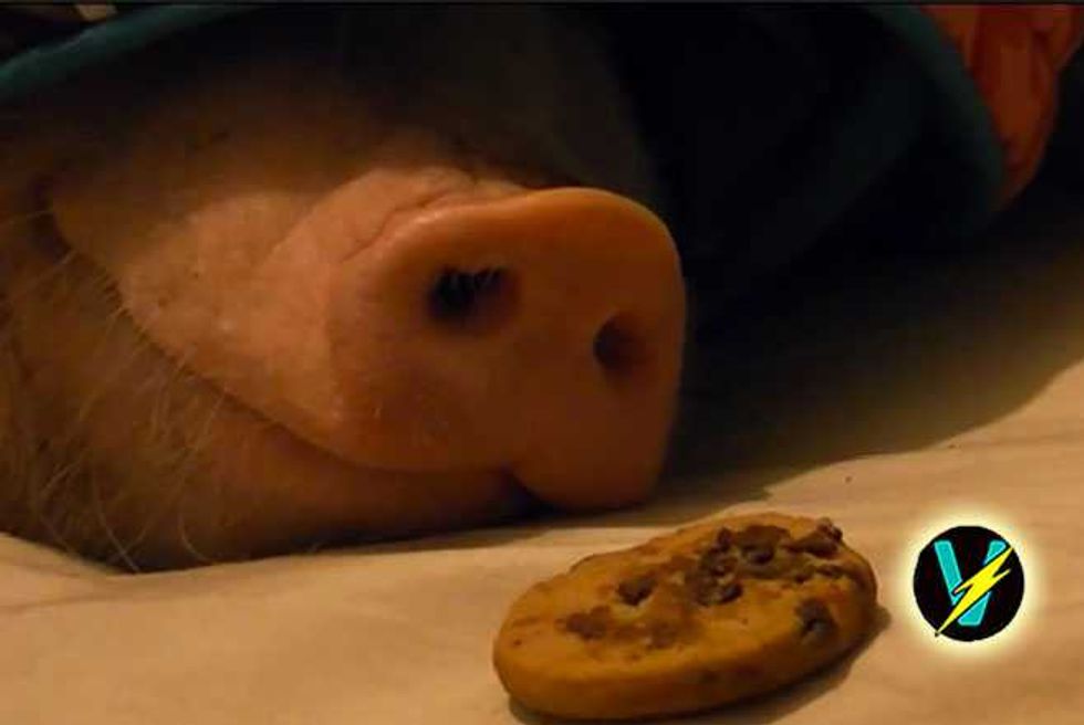 Watching Sleeping Pig Wake Up To A Cookie May Make You Rethink Bacon