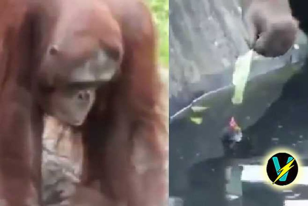 Just Some Video Of An Orangutan Saving A Baby Chick From Drowning