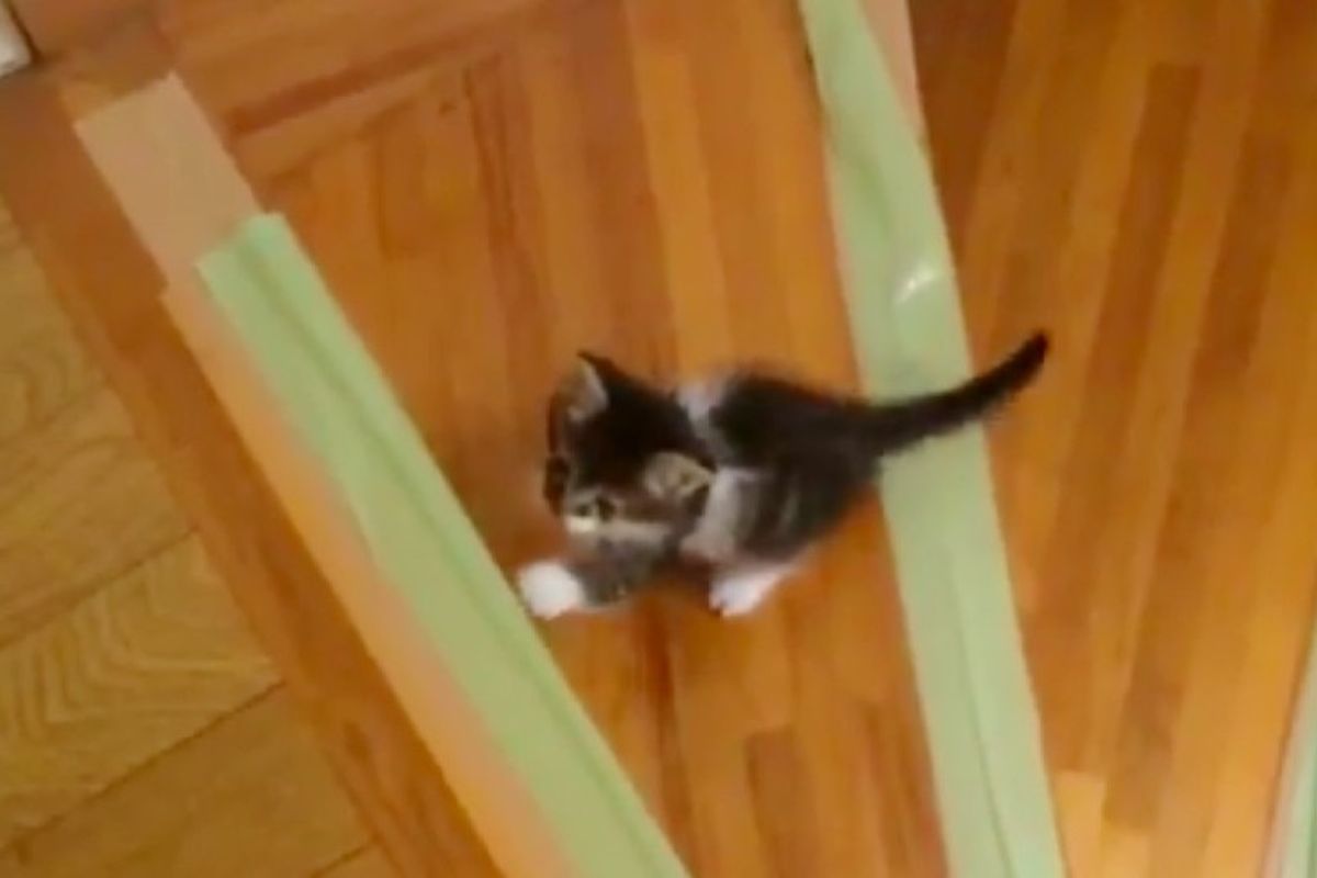 Rescue Kitten Wants to Learn to Climb Stairs, So His Human Helps