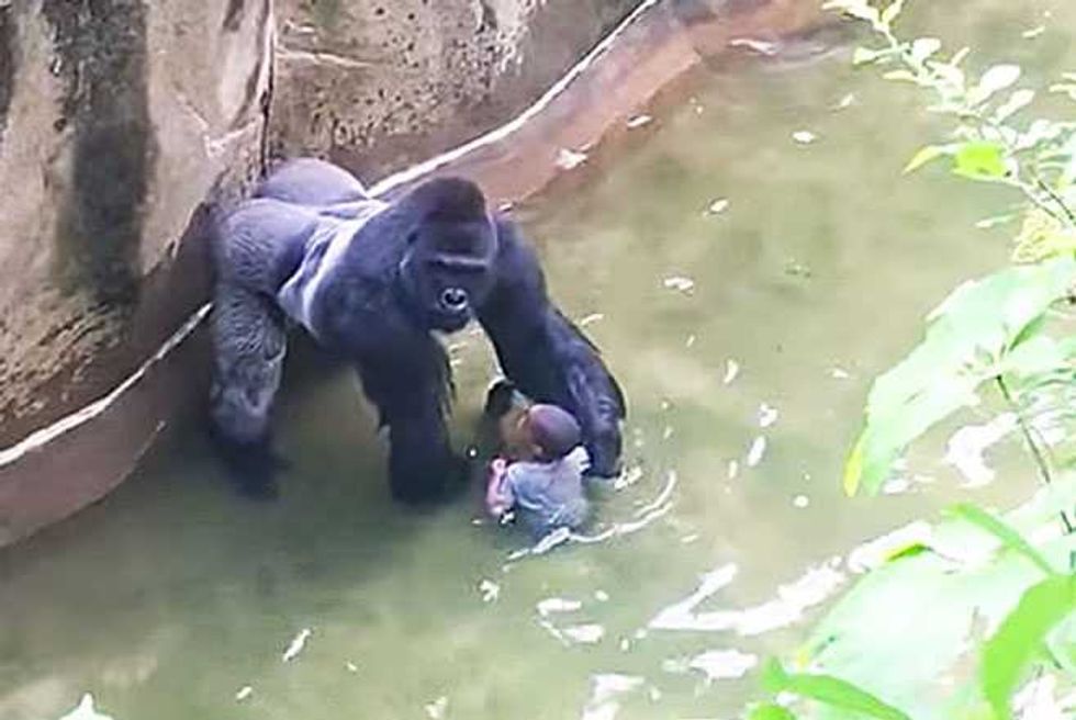 Cincinnati Zoo Gorilla Shooting Mom Negligence Investigation Closed
