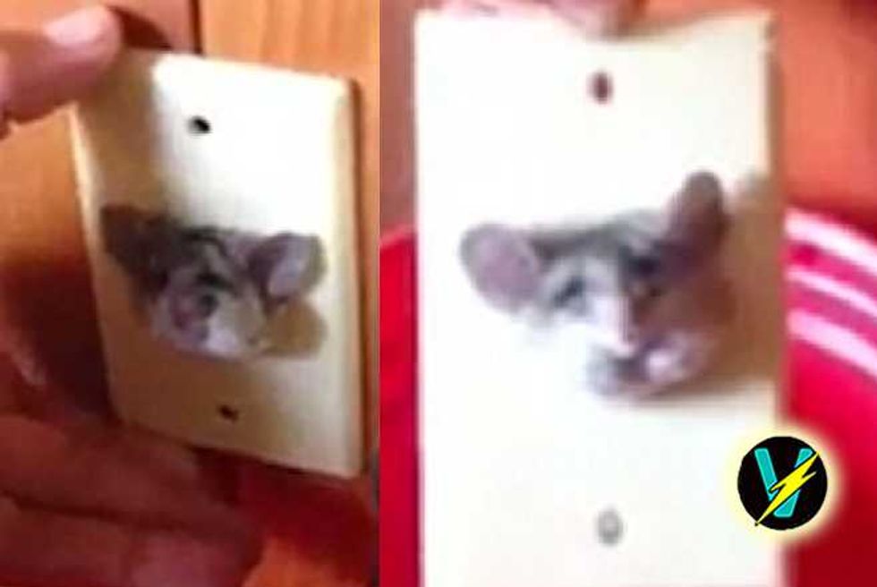 San Diego Man Discovers Fat Little Rat Stuck In A Plug Socket