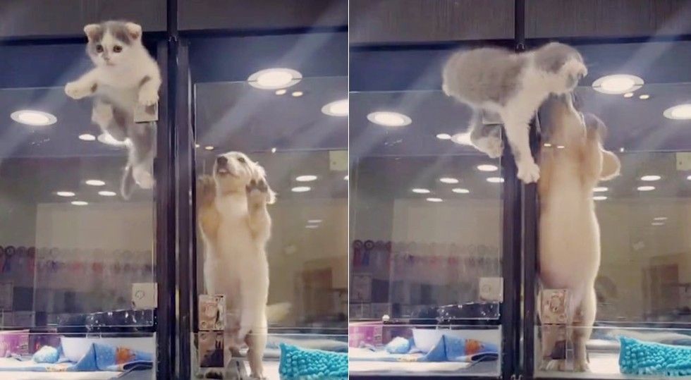 kitten escapes cage to play with puppy