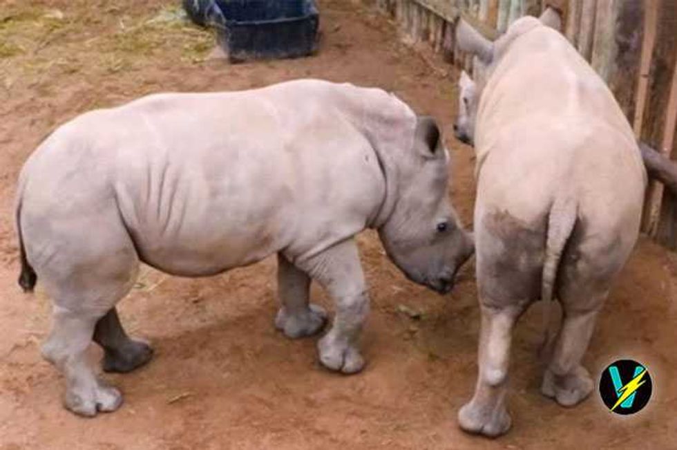 Watch! This Video Of Orphaned Baby Rhinos Crying Will Break Your Heart