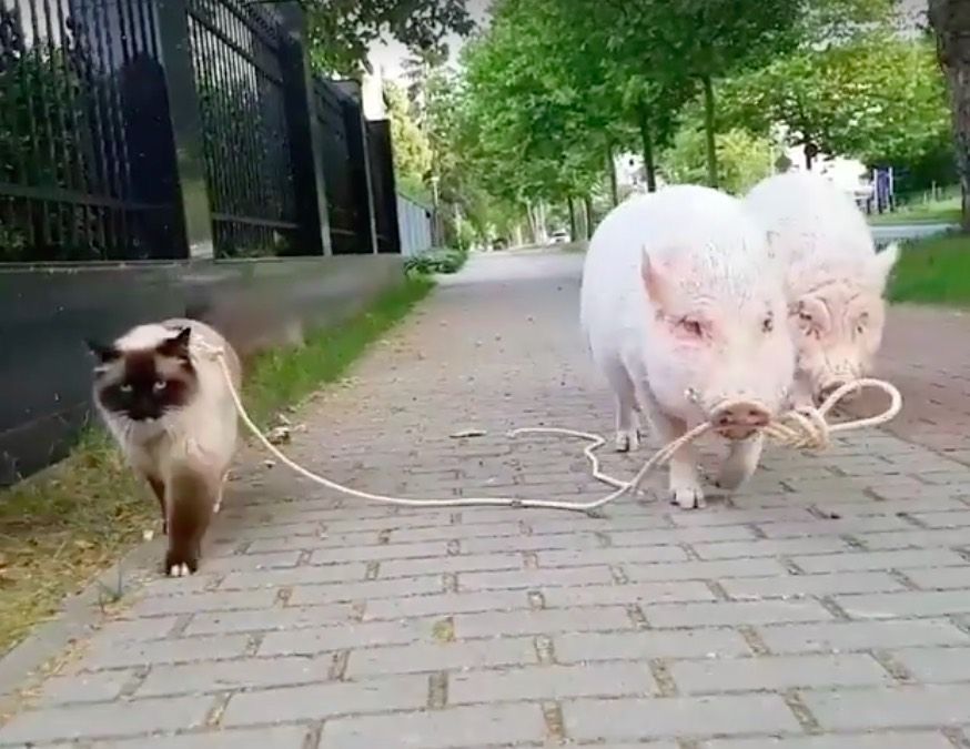 ragdoll cat leash