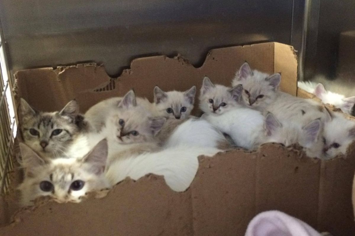 Two Cat Mamas and Their Seven Kittens Found in a Mobile Home Park