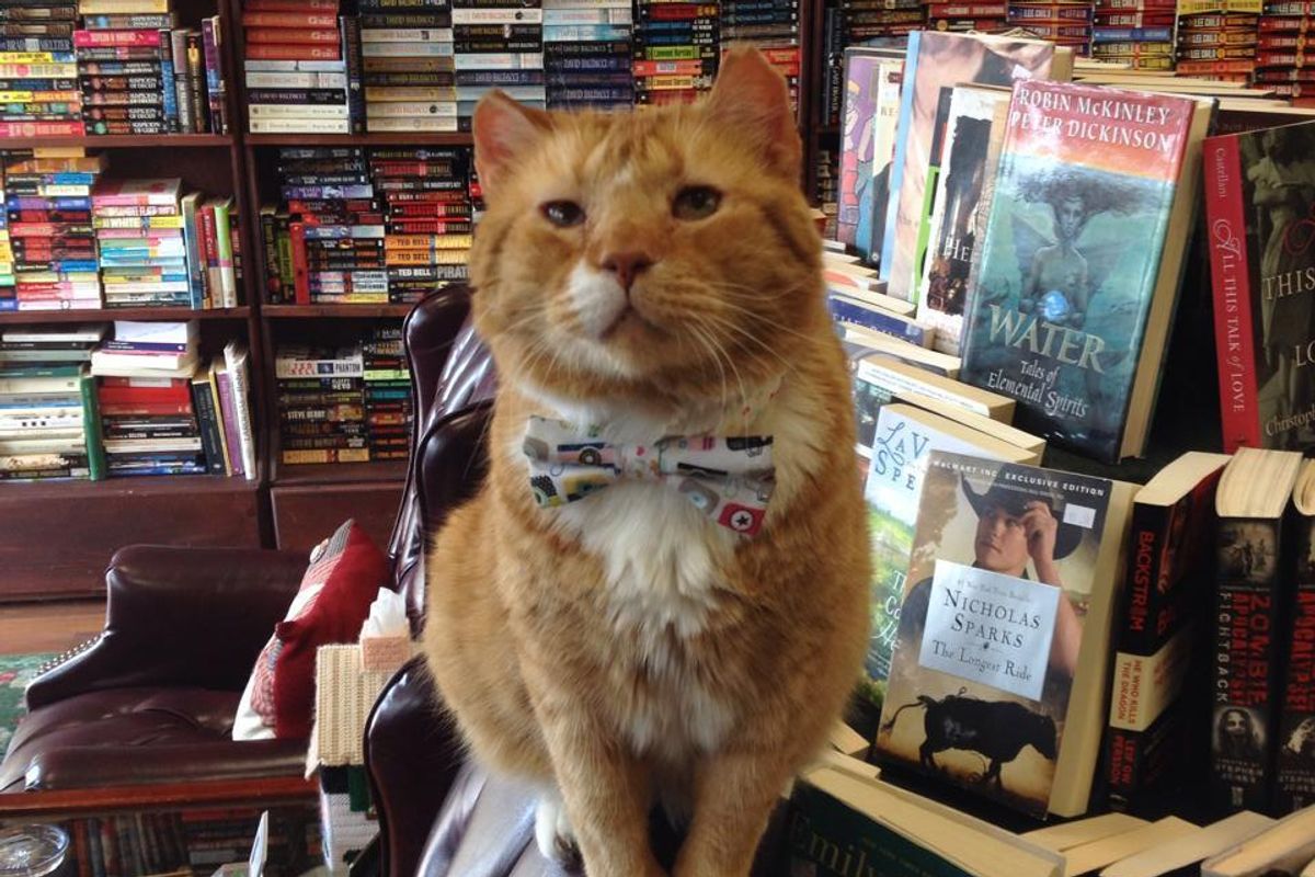 Shelter Cat was Given a Chance, Now 14, He Gives Back to People Every Day at Book Store