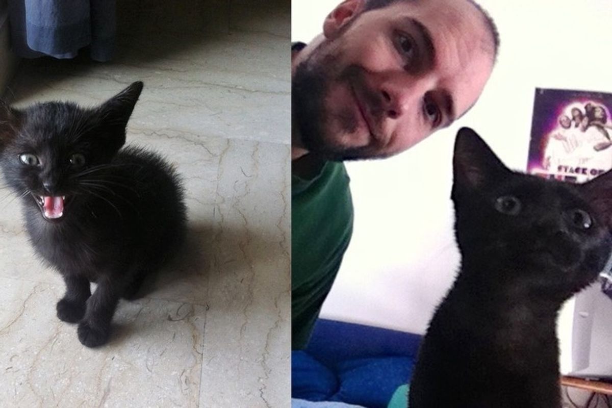Man Chases Down the Street to Save Crying Kitten So He Could Give Him a Home