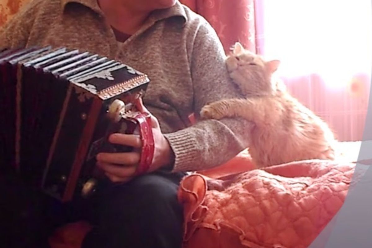 Cat Hugs and Kisses His Human When He Plays Accordion Just for Him