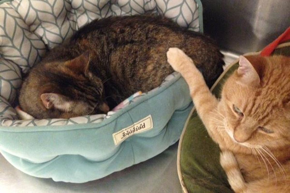 Senior Cat Tries to Comfort His Shy 16-year-old Sister at Shelter