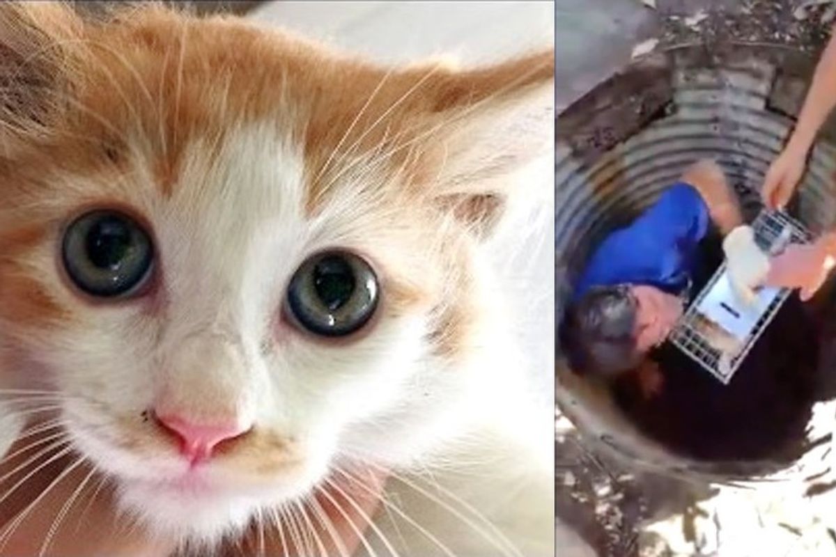 People Band Together to Save Kitten Trapped in Drain for Nearly 100 Hours