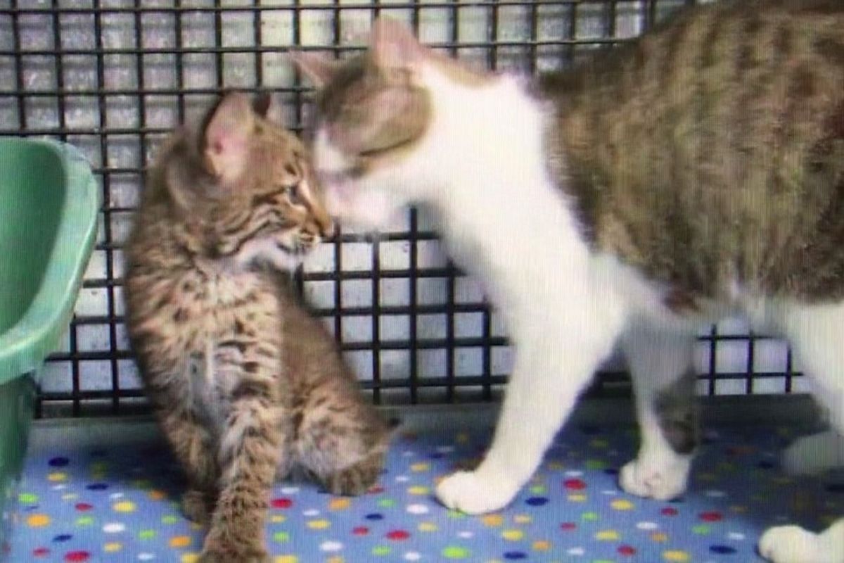 Stray Cat Saves Baby Bobcat who Lost His Own Mother