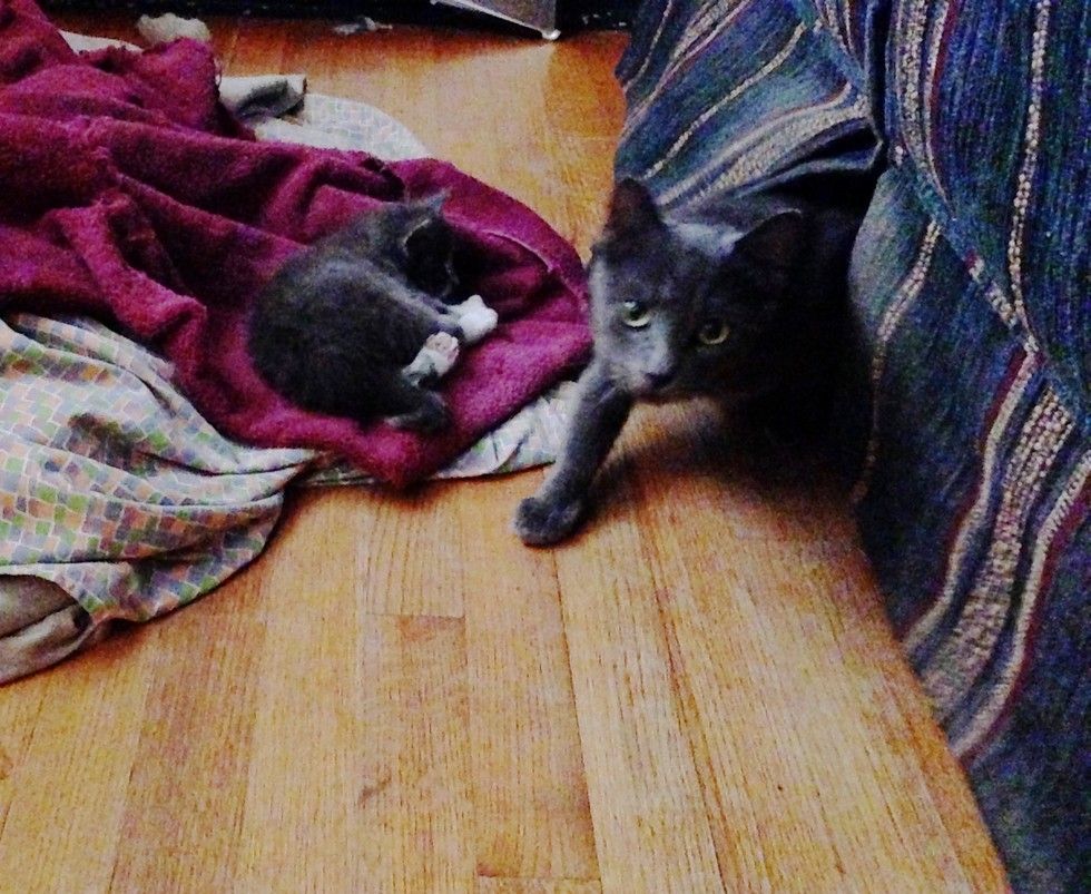 Man Saves 3 Kittens from Drowning During Storm and Reunites Them with